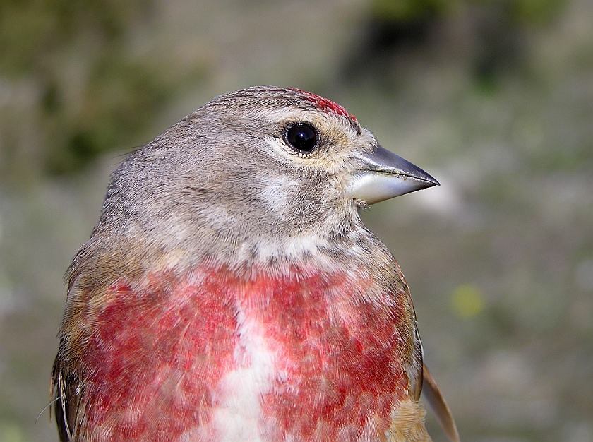 Common Linnet, Sundre 20080503